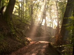 IMGP8657-Solstraaler-over-skovsti-1